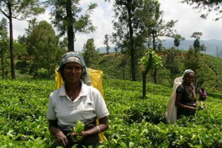 Résilience et développement économique de populations rurales et de personnes déplacées internes de 6 communes en zones sécurisées.