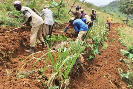 Projet de Développement Rural et Agricole en Haïti