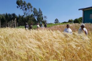 Agroécologie et préservation de la forêt de SHEKA pour un avenir durable en Ethiopie