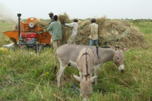 Renforcement des économies rurales par le soutien des exploitations agricoles familiales (Sénégal)
