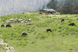 Renforcement des capacités locales: agriculture, élevage, ressources d’eau, gestion des forêts et des risques de catastrophes naturelles