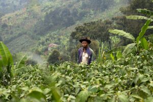 Renforcement de la souveraineté alimentaire et de l&rsquo;autonomie financière de 12 465 ménages agricoles au Burundi