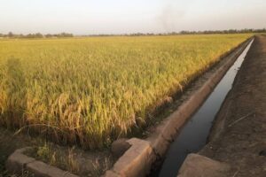 Renforcement durable de la filière rizicole à Boma